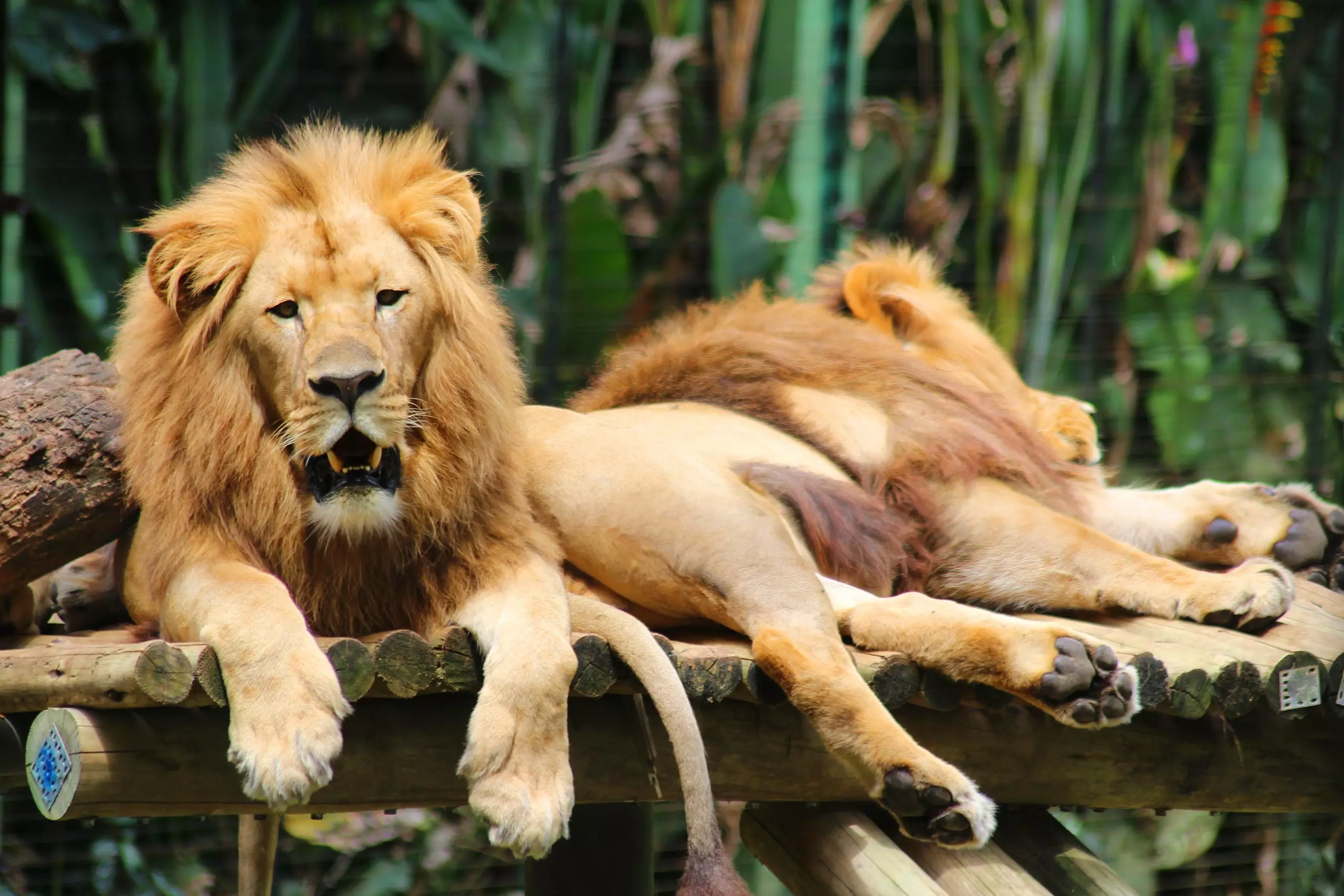 Conheça o Zoológico de Balneário Camboriú